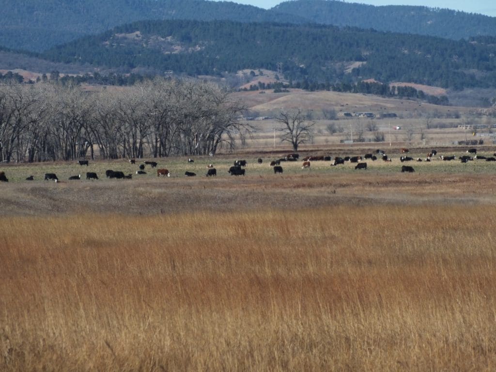 Wide shot of live stock grazing in a field.